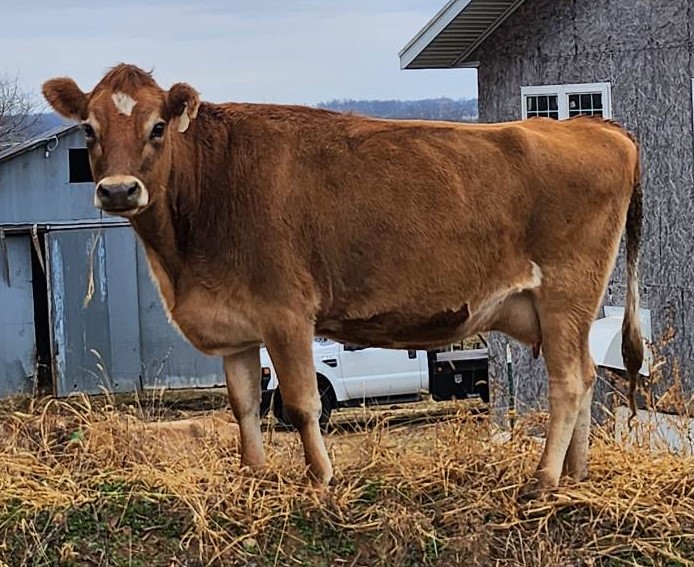 Jersey Cattle for sale - Professional Breeders/Closed Herd